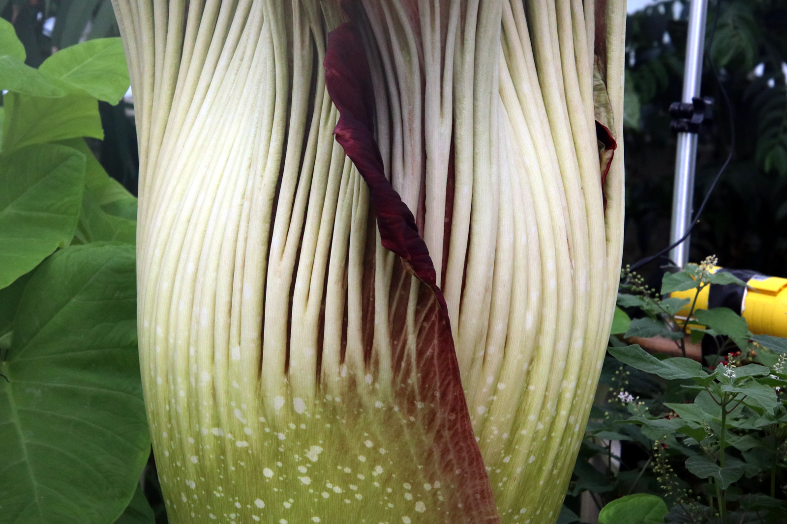 2018 02 06 CorpseFlower 2138